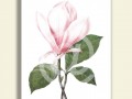 MAGNOLIE SOULANGEOVA