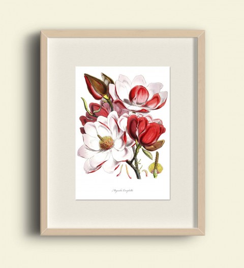 MAGNOLIA CAMPBELLII dekorace dárek květina obraz růžová blahopřání obrázek jaro ilustrace vintage zahrada červený valentýn tisk plakát scrapbook koláž výzdoba grafika magnolie starý počítač tapeta redouté magnolia campbellii 