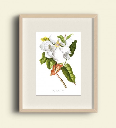 MAGNOLIE MAXIMO dekorace dárek květina obraz bílá blahopřání obrázek jaro ilustrace vintage zahrada červený valentýn tisk plakát scrapbook koláž výzdoba grafika magnolie starý počítač tapeta redouté magnolia maximo flore 