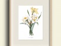 NARCISY