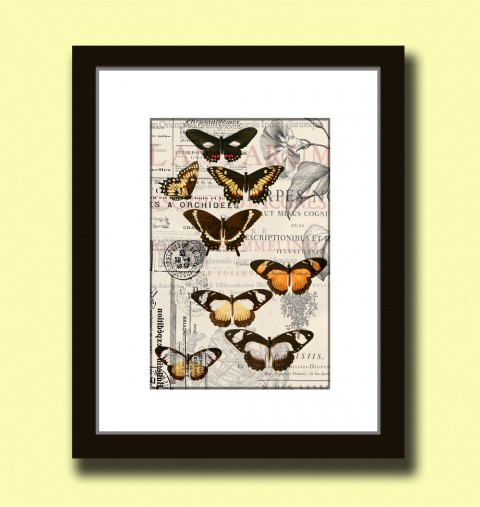 Tisk na grafickém papíře A4 -Motýli papír dekorace dárek květina obraz vánoce žlutá obrázek kniha svatba vintage tisk originál koláž grafika umění motýli antik 19.století starý rytina inkoust botanika 