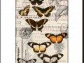 Tisk na grafickém papíře A4 -Motýli