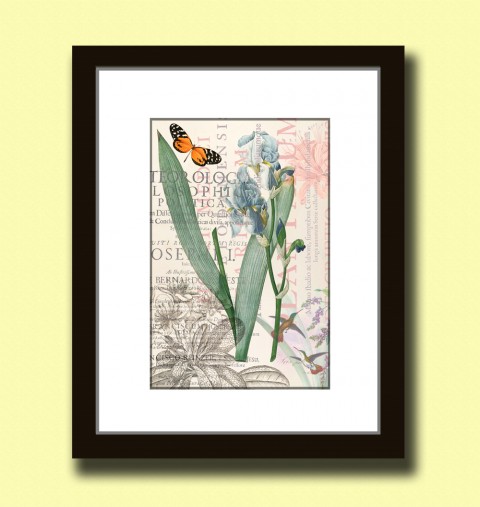 Tisk na grafickém papíře A4 papír dekorace dárek květina modrá obraz vánoce motýl kniha svatba vintage tisk originál kolibřík koláž grafika umění antik 19.století starý rytina inkoust botanika 