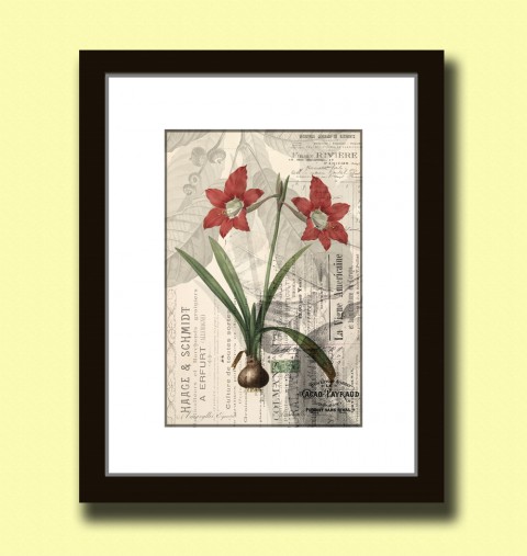 Tisk - grafický papír A4 - AMARILIS papír dekorace dárek květina obraz vánoce obrázek kniha svatba vintage tisk originál koláž grafika umění antik 19.století starý rytina inkoust botanika poštovní známka amarilis 