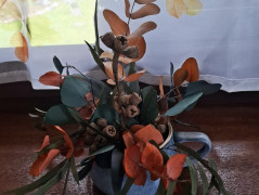 liščí toulání přírodou :)..