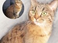 Portrét Vašeho mazlíčka - kočičky