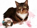 Portrét Vašeho mazlíčka - kočičky