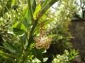 náušnice květy s perlou