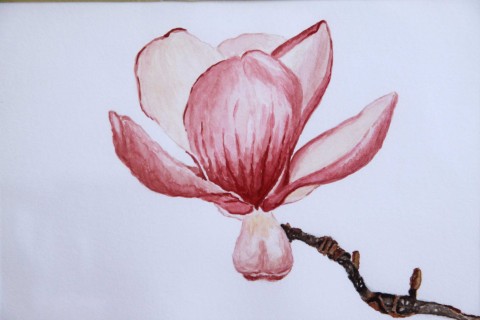 Akvarel, originál, 30*40 originální květina obraz obrázek květ plakát magnolie větev akvarel pupen 