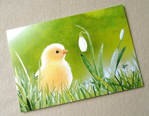 Přání - KUŘÁTKO zelená pták bílá svátek přání žlutá velikonoce kuře kuřátko tráva rostlina sněženka velikonoční 