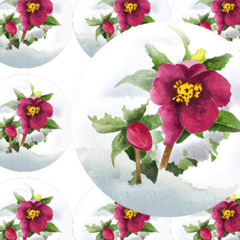 ČEMEŘICE - samolepky zábava sníh květina přání příroda jaro velikonoce diář deník obálka nálepka pohlednice samolepky samolepka čemeřice 