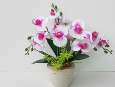 Velkokvěté pelargonie v proutěném