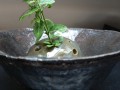 Keramická miska, Ikebana1