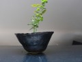 Keramická miska, Ikebana1