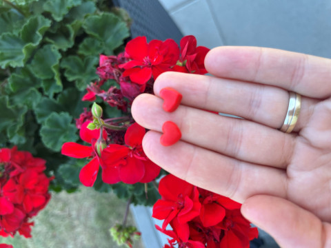 Náušnice srdíčka červená šperky srdce náušnice láska srdíčka valentýn fimo náušnice-fimo polymerováhmota 