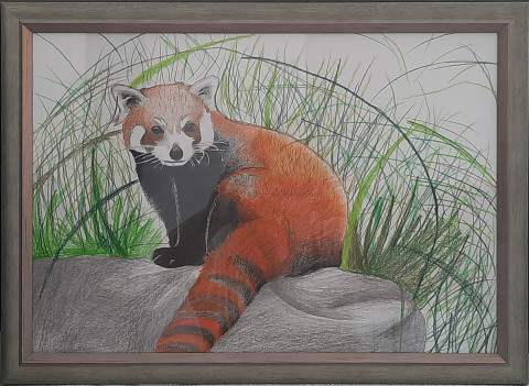 Panda červená tužka červená zvíře obraz sklo příroda přírodní panda zvířata kresba rám roztomilý roztomilá pastelky kresba tužkou červená panda panda červená tužkou pastelkami kresba pastelkami 