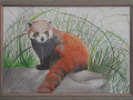 Panda červená