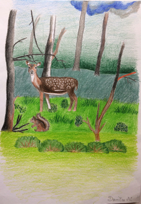 Lesní život strom příroda lesní stromy les veverka život klid srnka srnec srneček klidný srna 