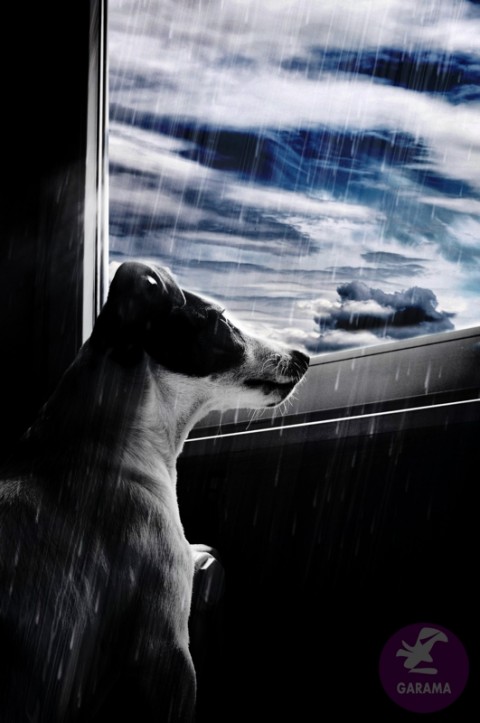 A3 - Jack Russel foto oči pohled déšť kapky čumák melancholie jack 