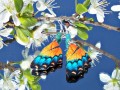 Náušnice motýl - mot44