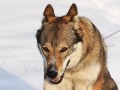 Wolfdog on the snow