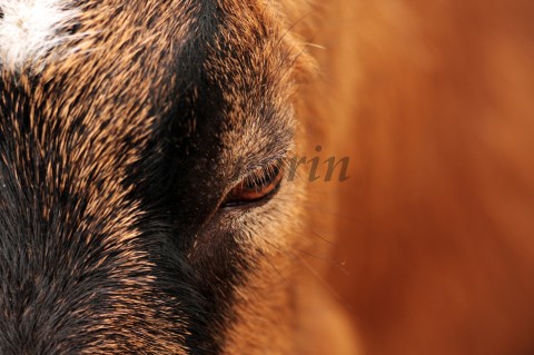 Eye of Goat koza detail makro zvíře oko srst 