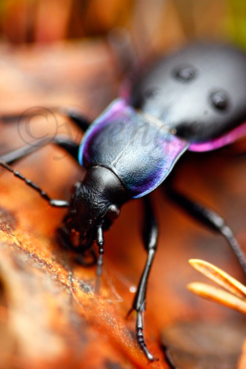 Made in nature fotka fotografie obrázek zvíře z 