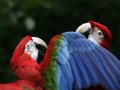 Parrots