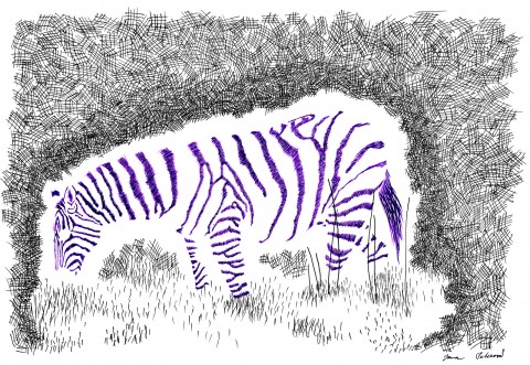 Noční zebra pozitivní tuš kresba černá fialová zvíře b 