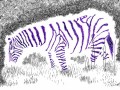 Noční zebra pozitivní