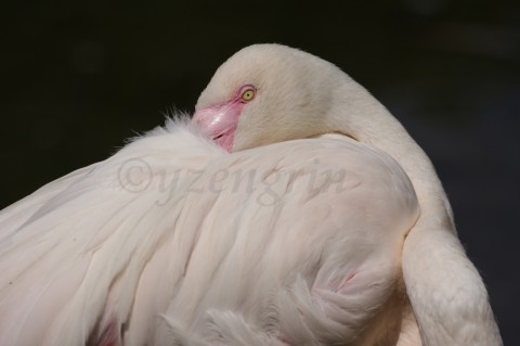 Flamingo pták plameňák flamingo spáč peří 