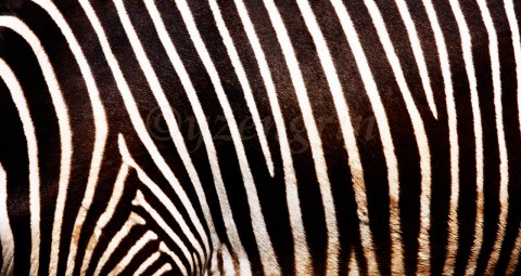 Samé pruhy, zebra nikde! pruhy obrázek obraz fotka fotky  
