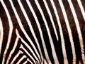 Samé pruhy, zebra nikde!