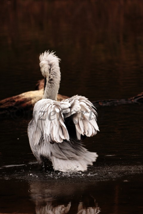 Ripple pták pelikán peří koupání voda z 