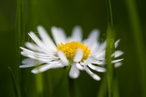 Slečna Krásná fotka fotografie obrázek květina 