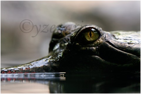 Chvíle nad vodou foto fotka fotografie krokodýl g 