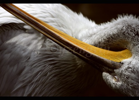 Pelican upside down pelikán peří pták voda zoo zvíře 