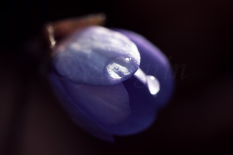 Modrá fotka fotografie obrázek květina 