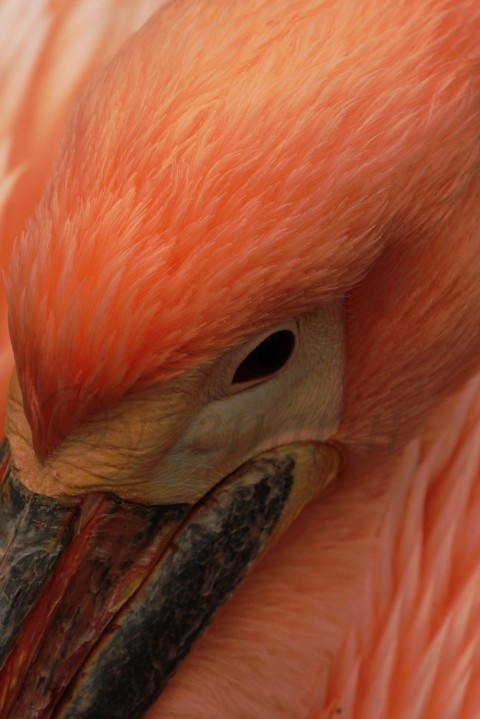 Sen o pelikánech II pelikán pelican pták zvíře opeře 