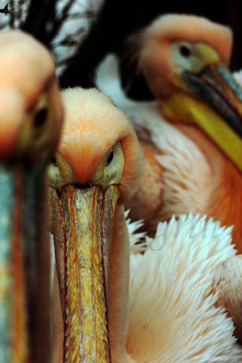 Sen o pelikánech III sen snění spánek pelikán pelikán 