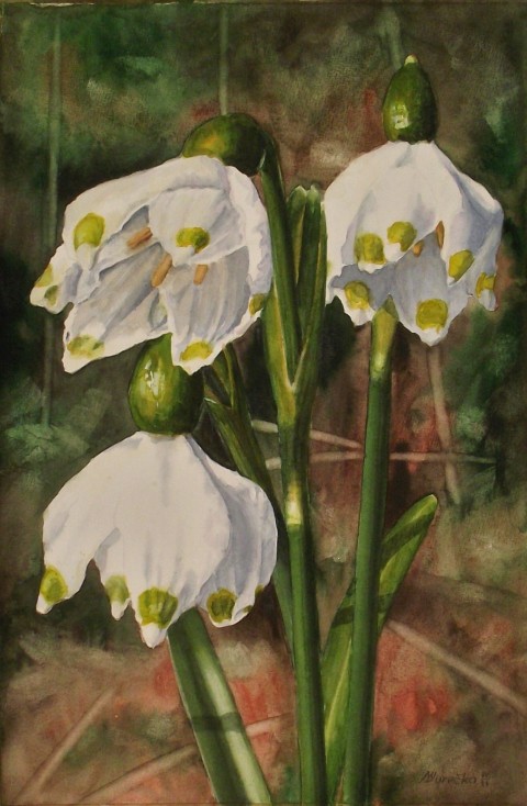 Bledule II květiny akvarel 