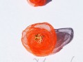 Oranžovky okvětky