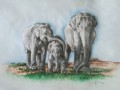 Sloni ze Sri Lanky