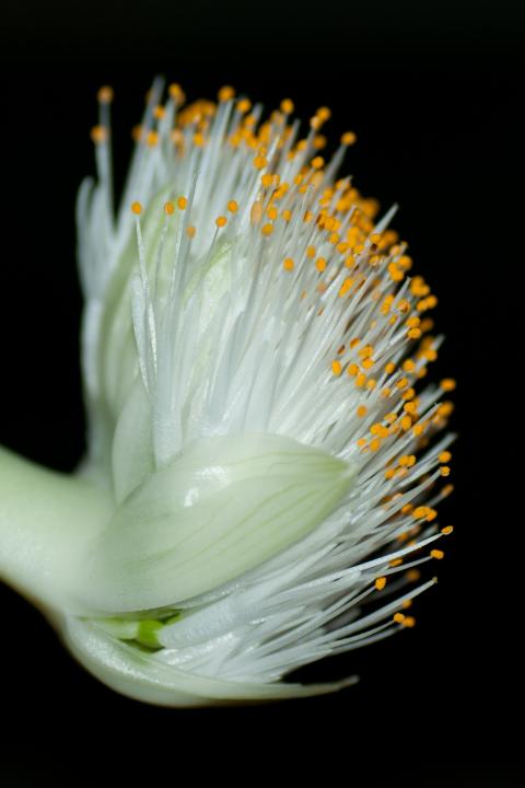 Krvokvět bílá žlutá kytička kytka makro 