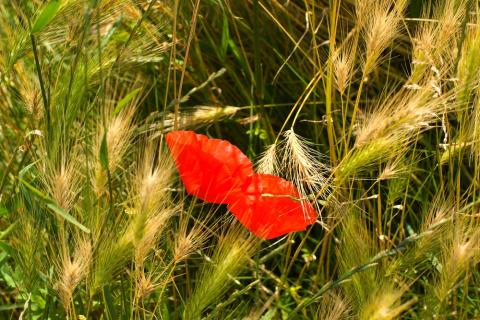 Druhá maková červená obraz obrázek obilí mák makové pole obilné 