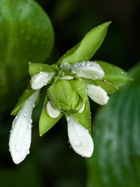 Druhá Hosta květina bílá černá zahrada kapky hosta černobílá stín stínomilná 