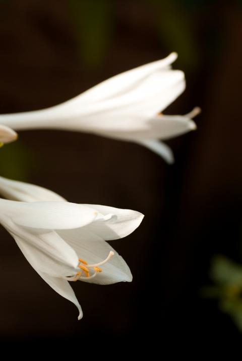 Třetí Hosta květina bílá černá zahrada kapky hosta černobílá stín stínomilná 
