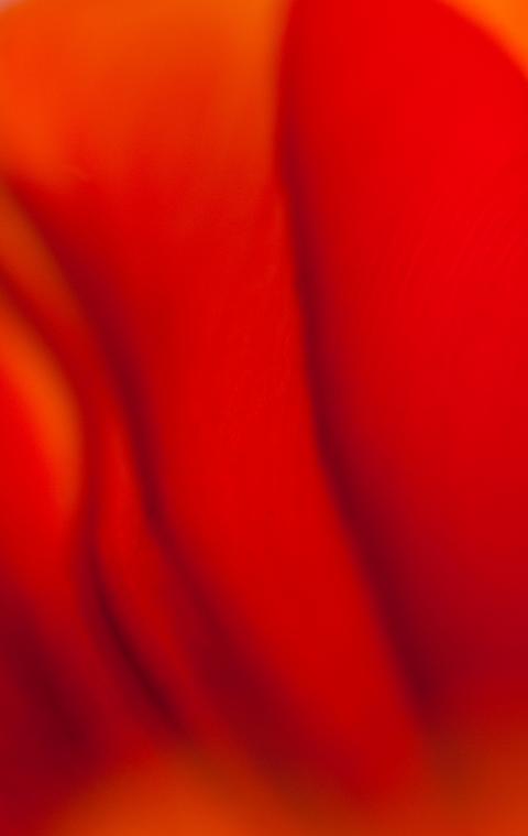 První tulipánová červená jarní jaro abstrakce tulipán 