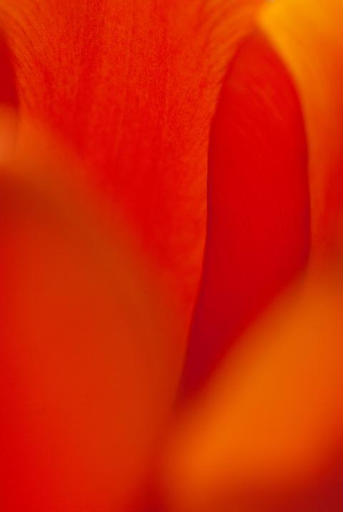 Třetí tulipánová červená jarní jaro abstrakce tulipán 