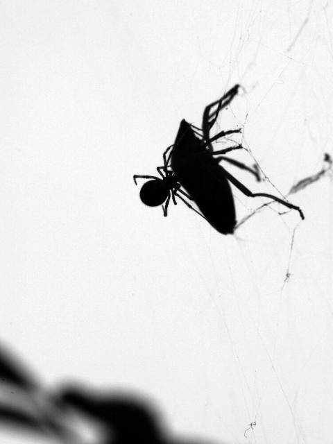 První hmyzí pavouk abstrakce kořist moucha krmení pavučina 